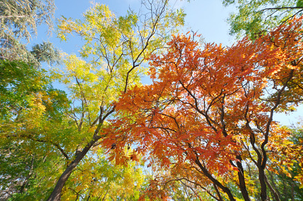 Into the autumn forest., a Background Photo by djgis