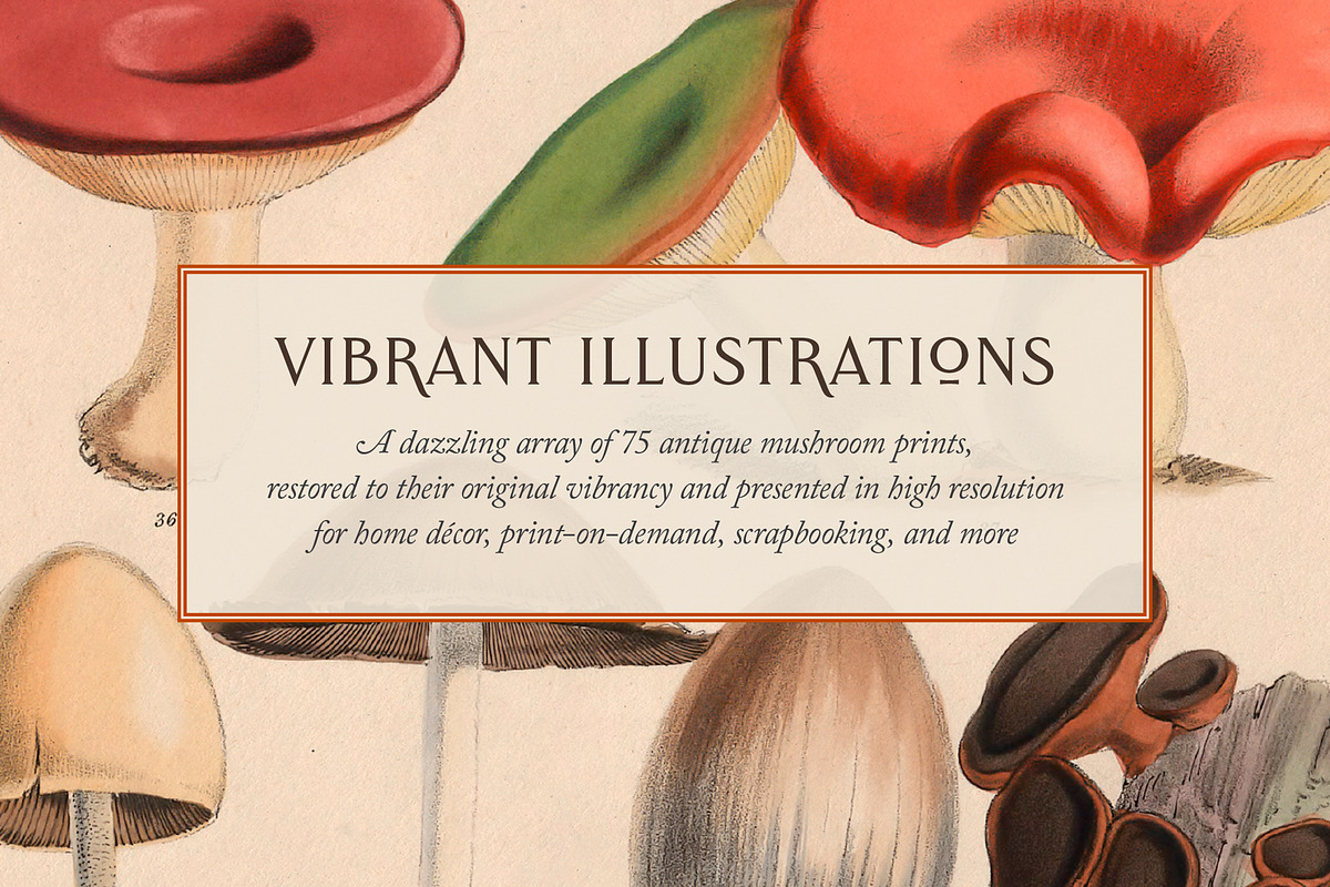 75 Vintage Mushroom Ephemera Artwork, a Decorative Illustration by The Object Atlas (Photo 2 of 7)