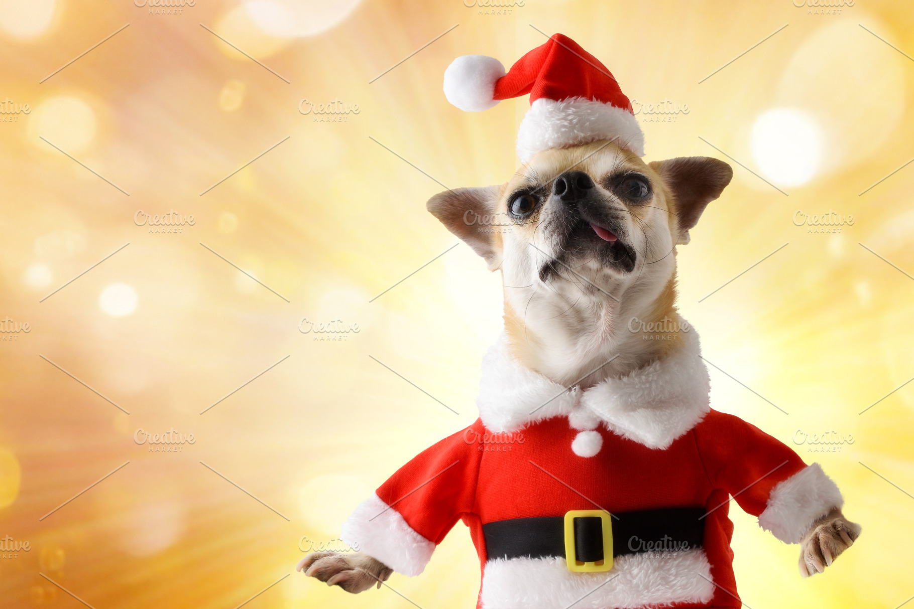 Chihuahua dog Santa Claus with golden bokeh background and spark, a Holiday Photo by Davizro's Market