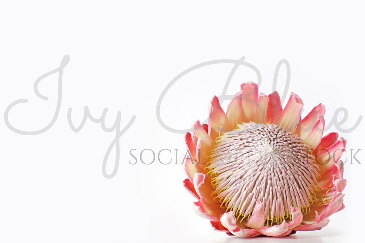 King Protea, a Product Mockup by Ivy Blue