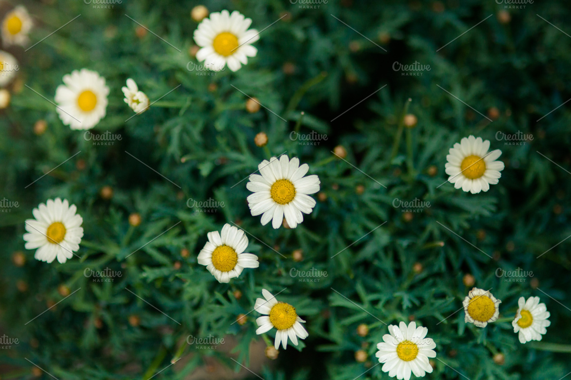 Daisies Stock Photo Containing Daisies And Daisy