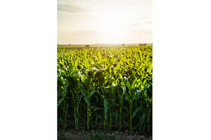 Corn plant in an agricultural field, a Nature Photo by volodymyrshtun13795