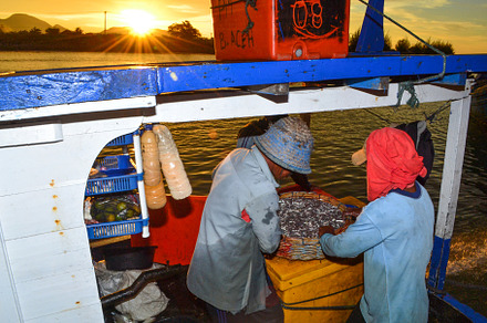 Fishermen Sorting Fish