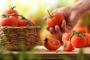 Adult Hand Holding a Ripe Garden Tomato, a Food & Drink Photo by Davizro's Market