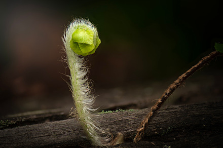 Fiddlehead frond of a fern