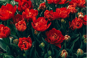Flowerbeds of blossoming tulips