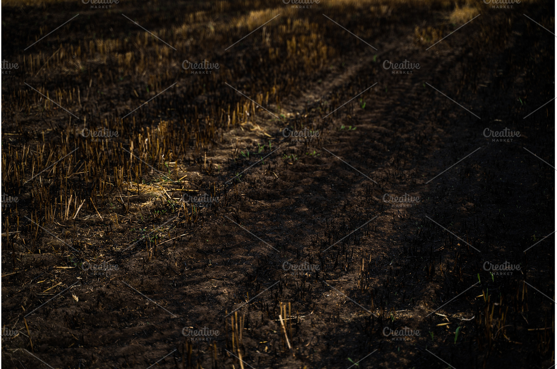 Burnt agricultural field showing, a Nature Photo by volodymyrshtun13795