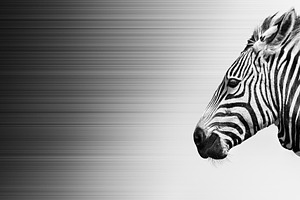 Zebra in wind, black and white