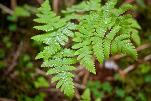 Droplets stock photo containing outdoors and scenery