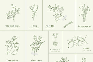 100 Plants Bundle Vol. 1 2 3