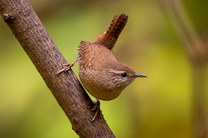 Eurasian Wren with held erect tail, an Animal Photo by Fascinadora