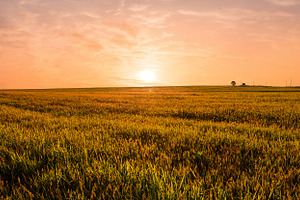 Stunning summer sunrise over golden wheat field creating idyllic, a Nature Photo by Eugene_Photo