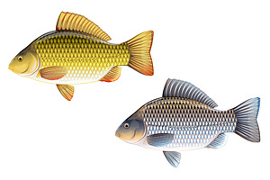 Crucian carp set