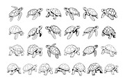 50 Turtles Procreate Stamps Brushes, a Brush Add-On by Procreate Sale (Thumbnail 5 of 6)