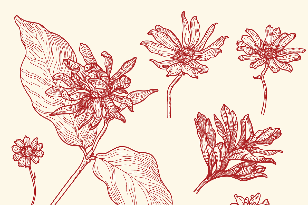 Engraved Botanicals, a Decorative Illustration by dariikos (Photo 5 of 5)