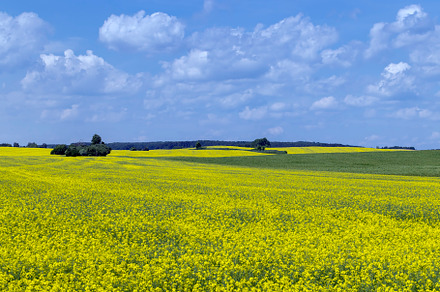 Yellow-flowering rapeseed in the summer, a Nature Photo by MyPhotos