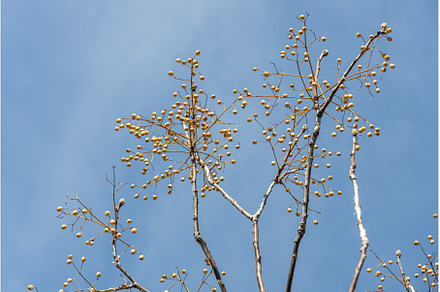 The beautiful melia tree with seeds