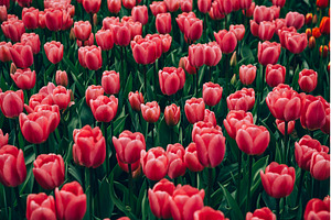 Flowerbeds of blossoming tulips