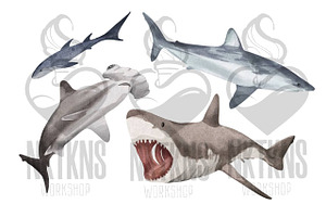 Watercolor Shark Clipart. Baby Shark