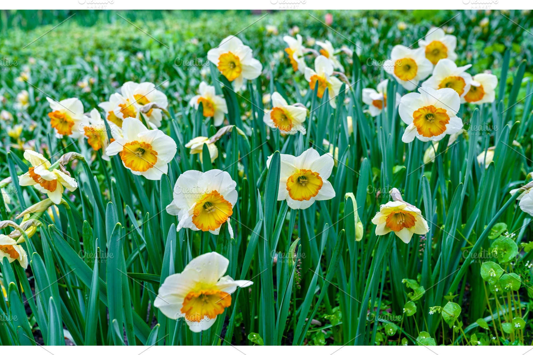 White narcissuses at the keukenhof spring garden the netherlands featuring, a Nature Photo by Leonid Andronov