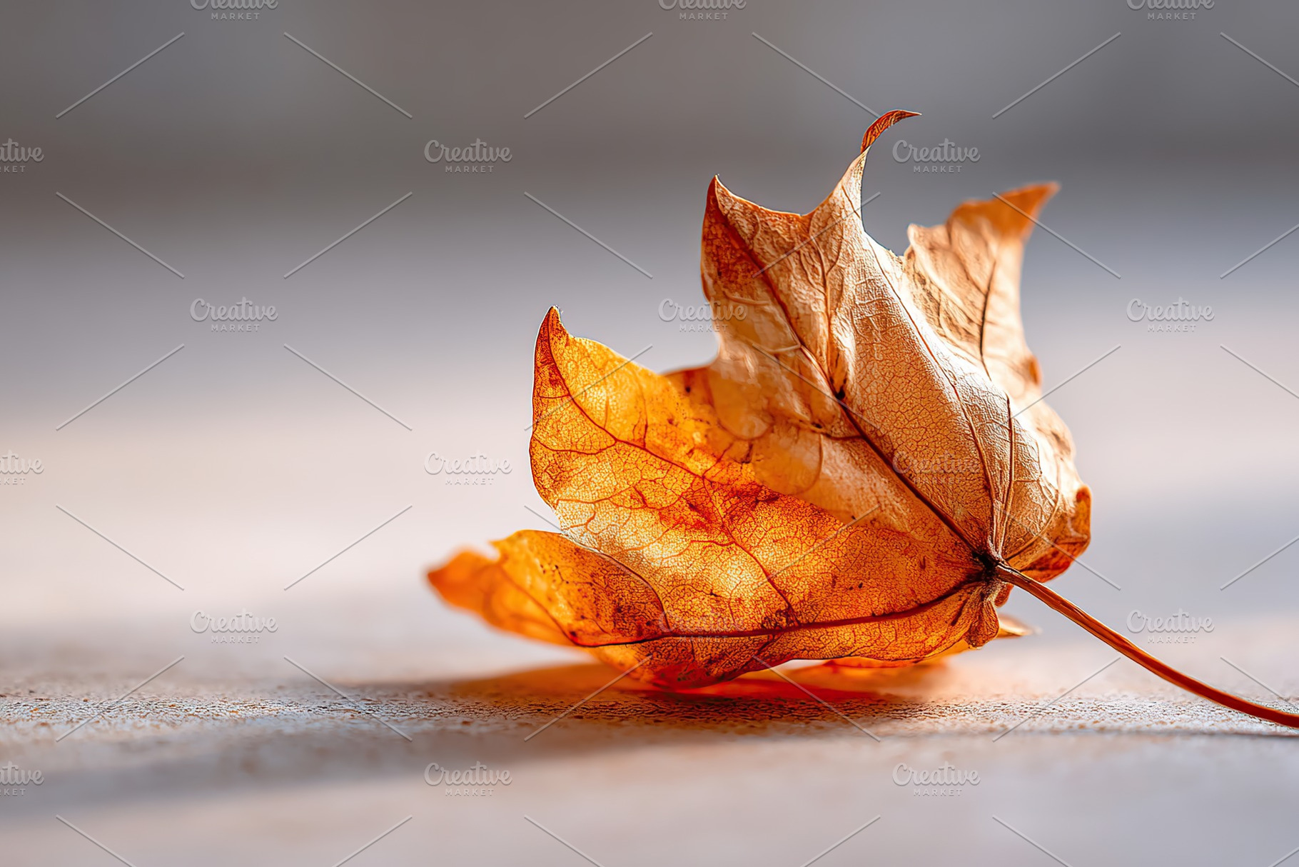 Dry autumn leaf resting on a surface capturing the essence of the fall season, a Photo by AlyaAnd