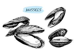 Mussels. Set Of Vector Illustrations