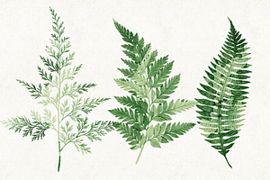 Ferns Bundle