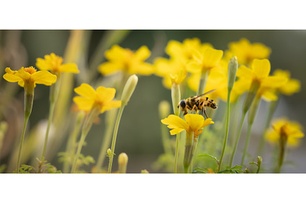 Honey Bee collecting pollen on, an Animal Photo by Yummypic