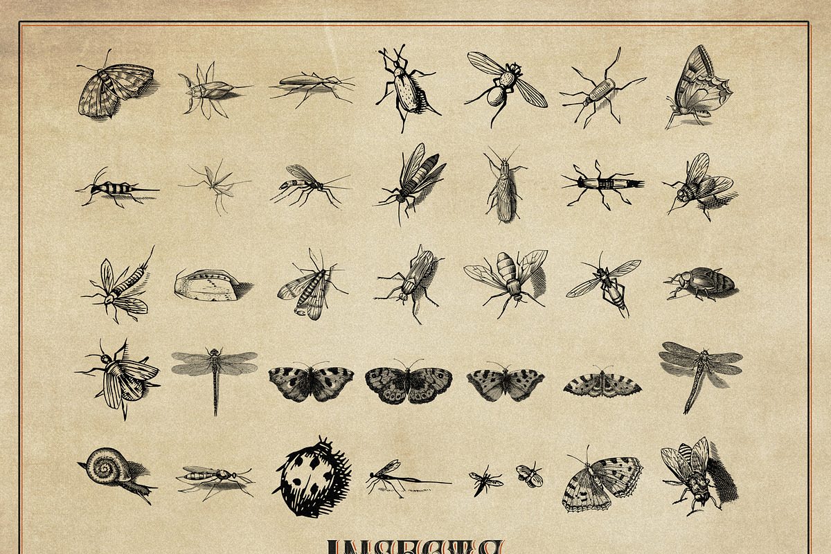 127 Procreate Insects stamps brushes, a Brush Add-On by Endete & Mazak brushes (Photo 2 of 5)