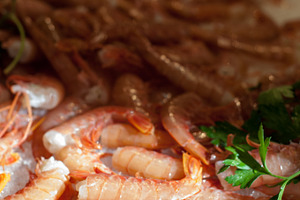 Shaded Shrimp