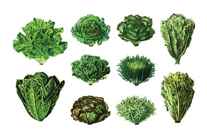 Vector Lettuces Illustration Pack