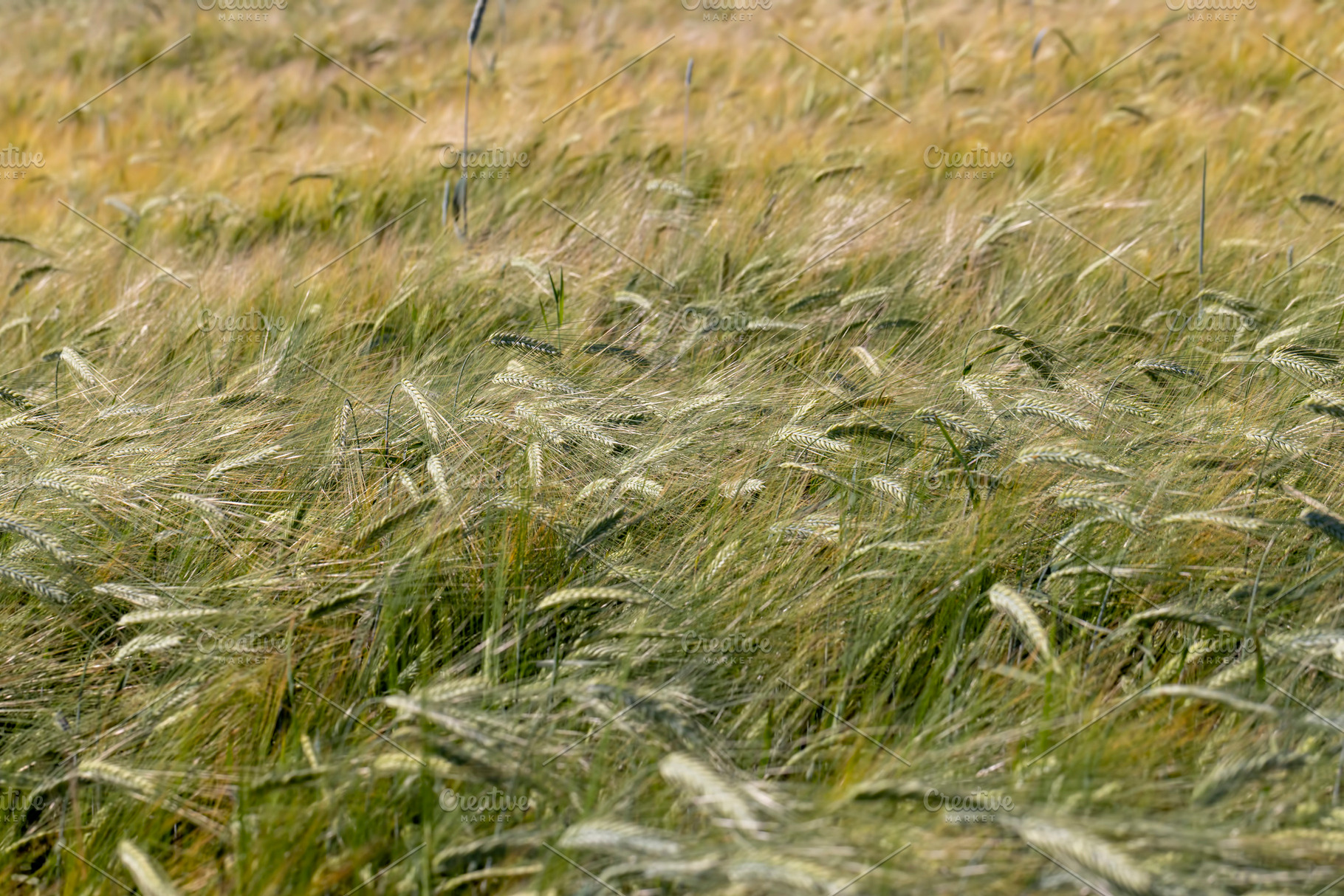 An agricultural field where cereals are grown to harvest grain, a Photo by MyPhotos