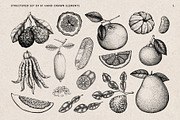 Citrus Fruit Vector Illustration Set, a Food Illustration by Yevheniia (Thumbnail 2 of 11)