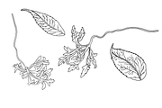 Sunflower Vine, an Object Graphic by VictoriaKStudio (Thumbnail 5 of 5)