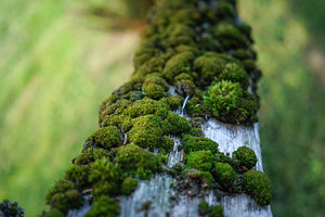 Mossy Wood