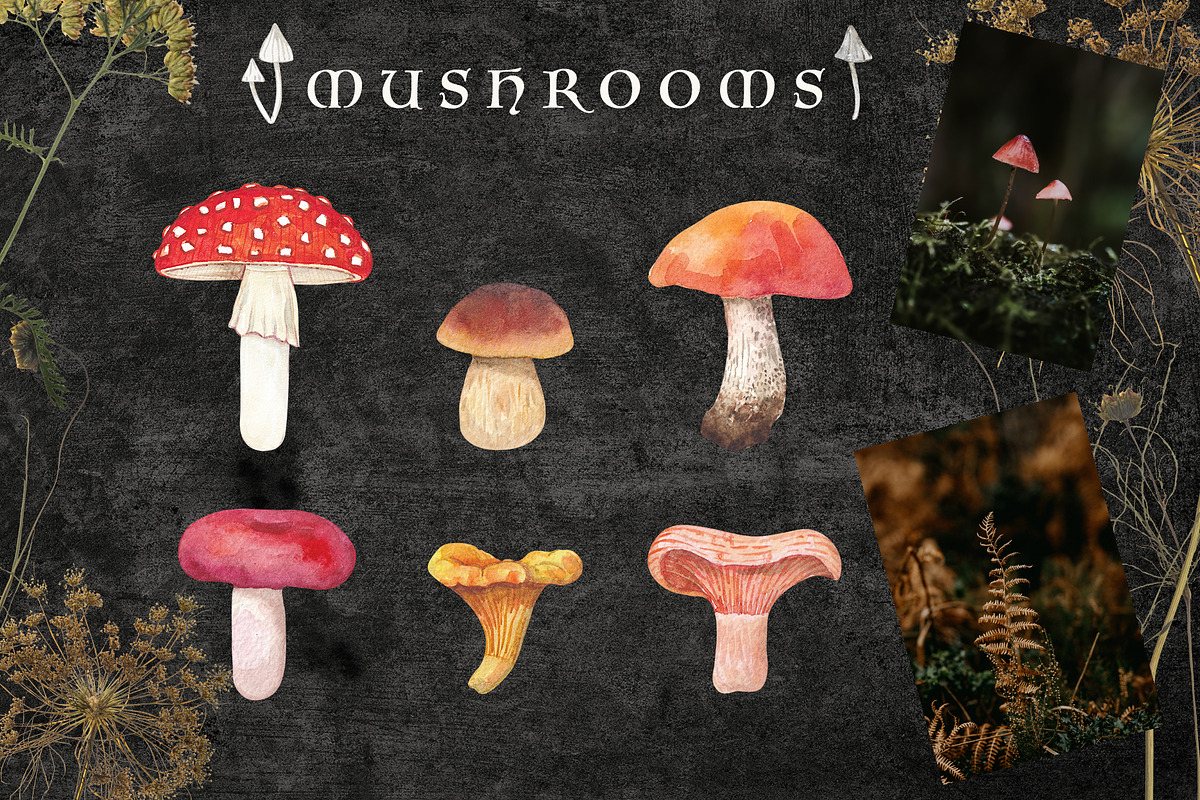 Magic forest. Watercolor collection., an Illustration by Kuzya's shop (Photo 2 of 8)
