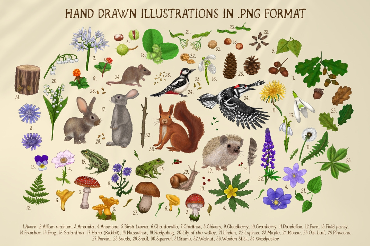 Forest Sketchbook illustrations, an Object Graphic by Fat Hamster (Photo 2 of 17)