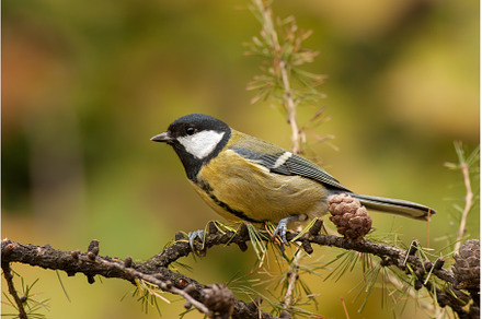 Great tit Parus major with orange, an Animal Photo by WildMedia