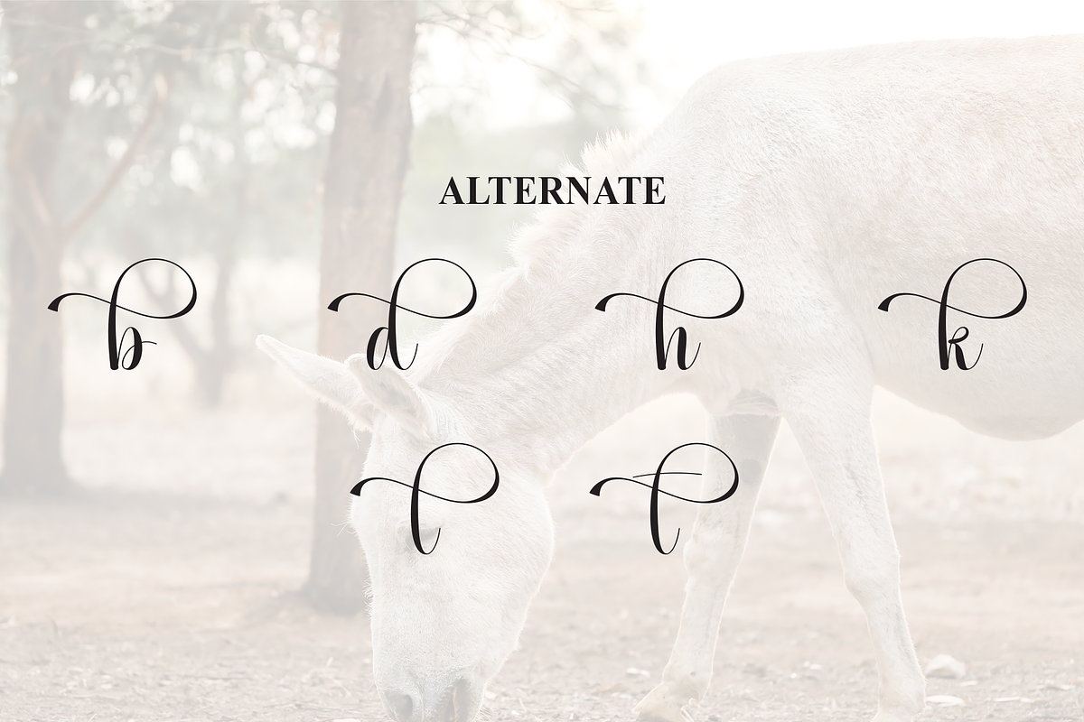 Donkeys | Script Font, a Handwritten Font by Scratchones (Photo 8 of 9)