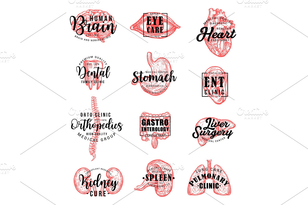 Human organs and bones lettering, a Healthcare Illustration by Vector ...