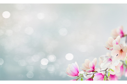 Blossoming pink magnolia Flowers, a Nature Photo by Neirfy