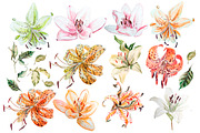 Hand Drawn watercolor flowers lily, an Object Graphic by Knopazyzy (Thumbnail 2 of 6)