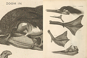 80+ Jacob Klein, Bird Genealogy, an Animal Illustration by Digital Museum (Thumbnail 6 of 10)