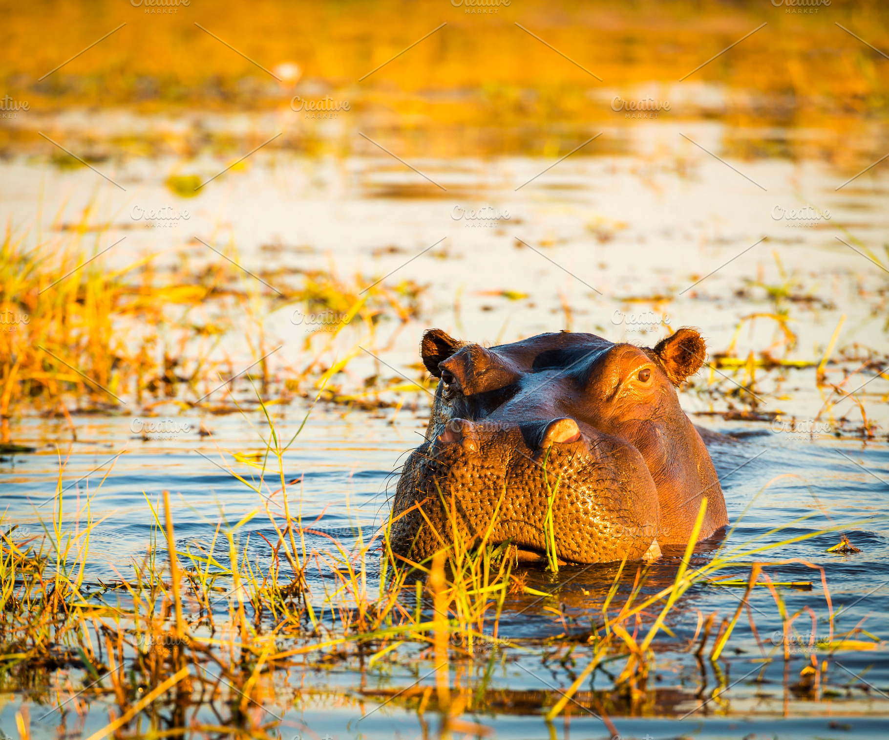Hippopotamus Chobe River, an Animal Photo by THP Creative
