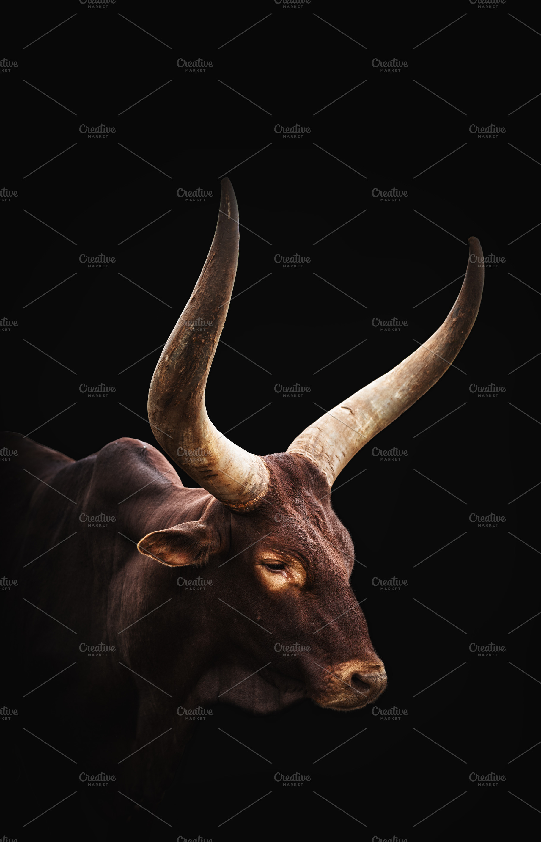 Majestic Ankole Watusi Cattle Portra, an Animal Photo by Perpis
