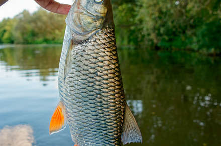 Big chub in fisherman's hand