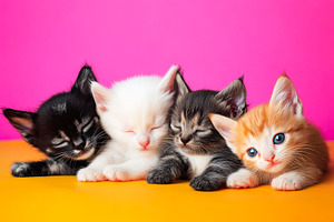 Adorable Kittens Resting on Colorful Background, an Animal Photo by Ales Munt