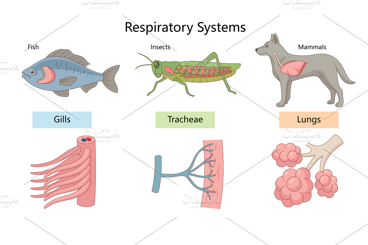 Comparison of respiratory systems in, an Illustration by AlexArt