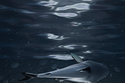 Realistic Shark 3D Model, an Animal 3D Model by Temer (Thumbnail 5 of 6)