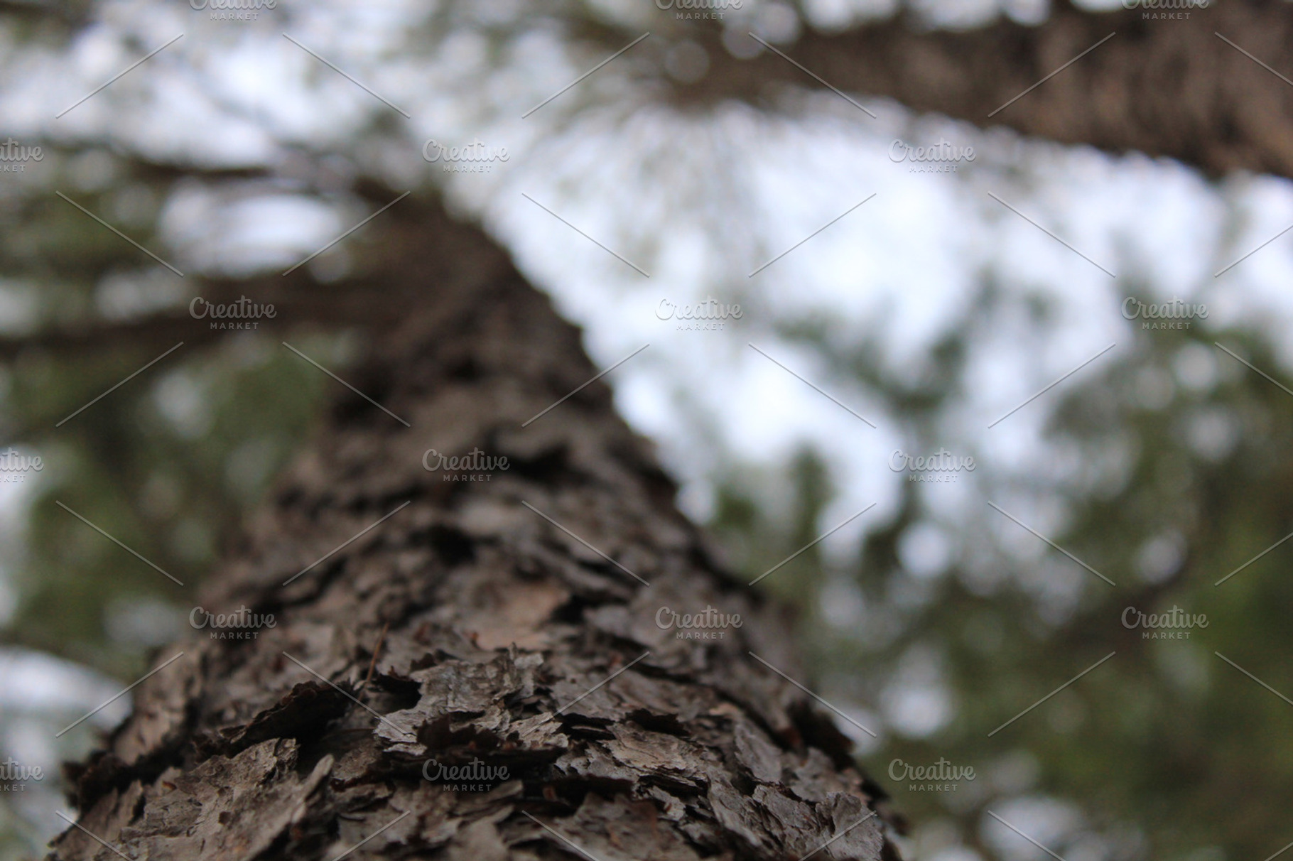 Tree bark featuring photo, photography, and tree, a Nature Photo by The Greenawalt's